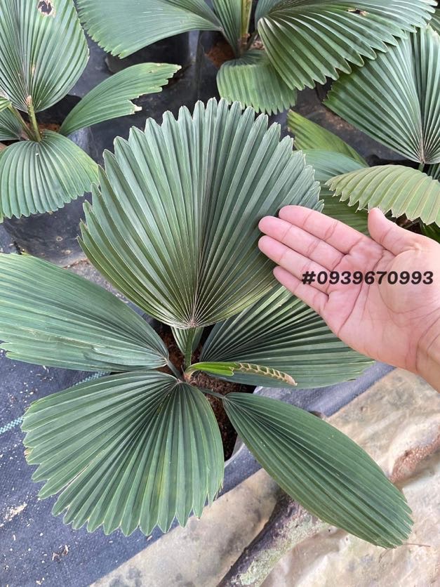 Cọ Tròn Orbilus - Ảnh 8