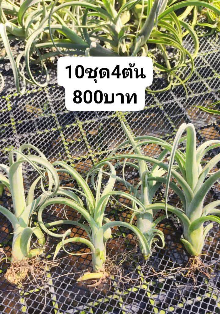 BST Cây Không Khí. - Ảnh 9