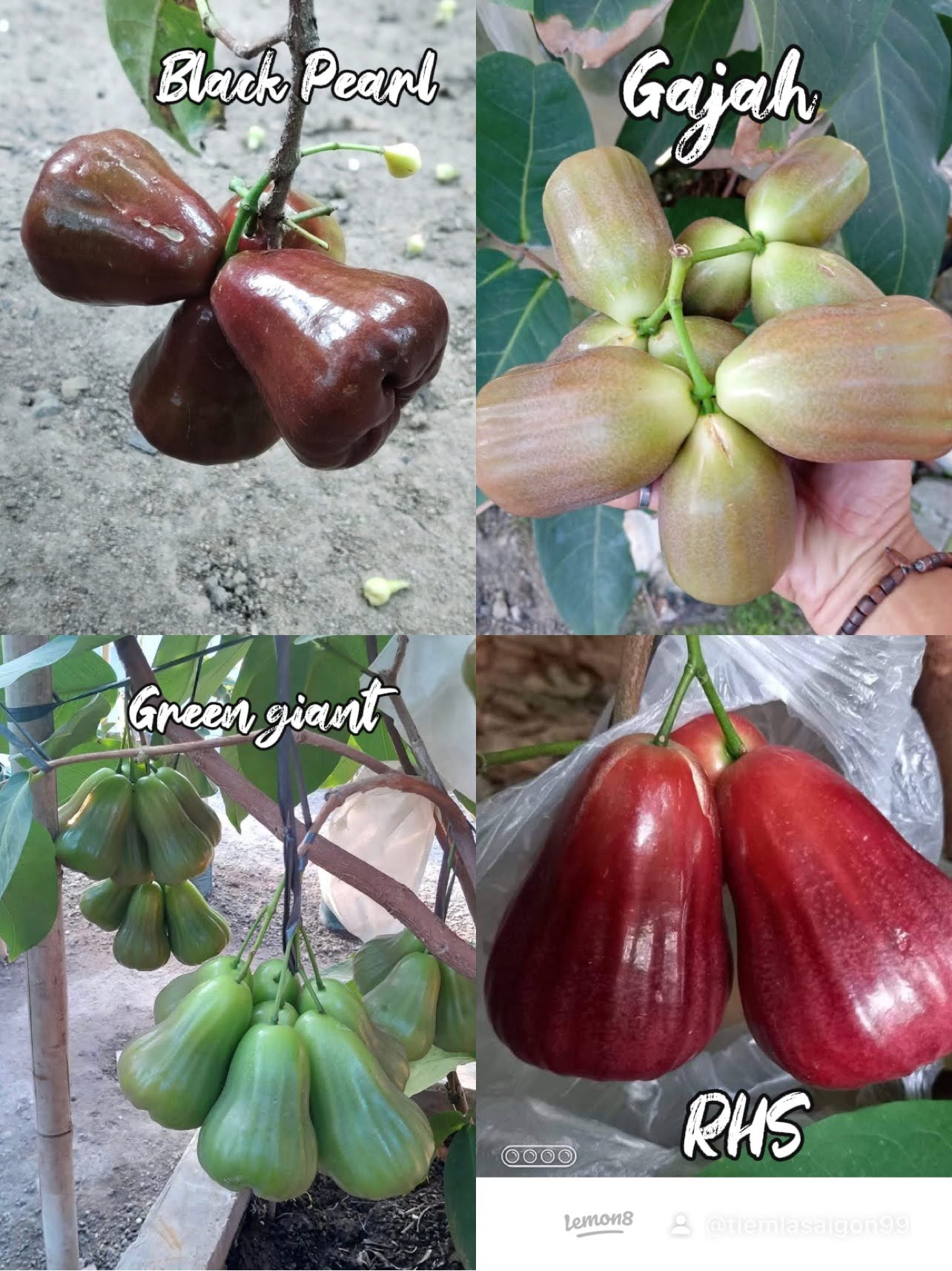 Bộ sưu tập các giống Mận - Ảnh 9