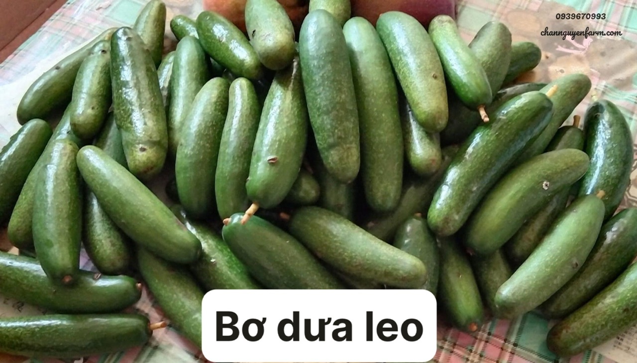 Bộ sưu tập các giống cây ăn trái độc lạ - Ảnh 3
