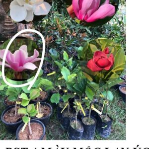 Hoa mộc lan chịu nhiêt