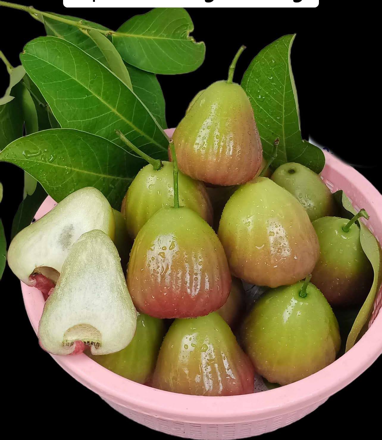 Bộ sưu tập các giống Mận - Ảnh 8