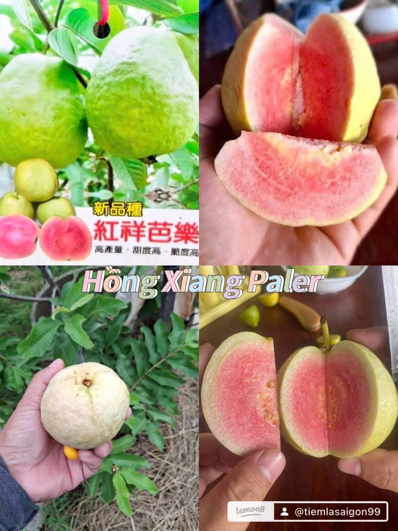 Bộ sưu tập các giống ổi - Ảnh 2