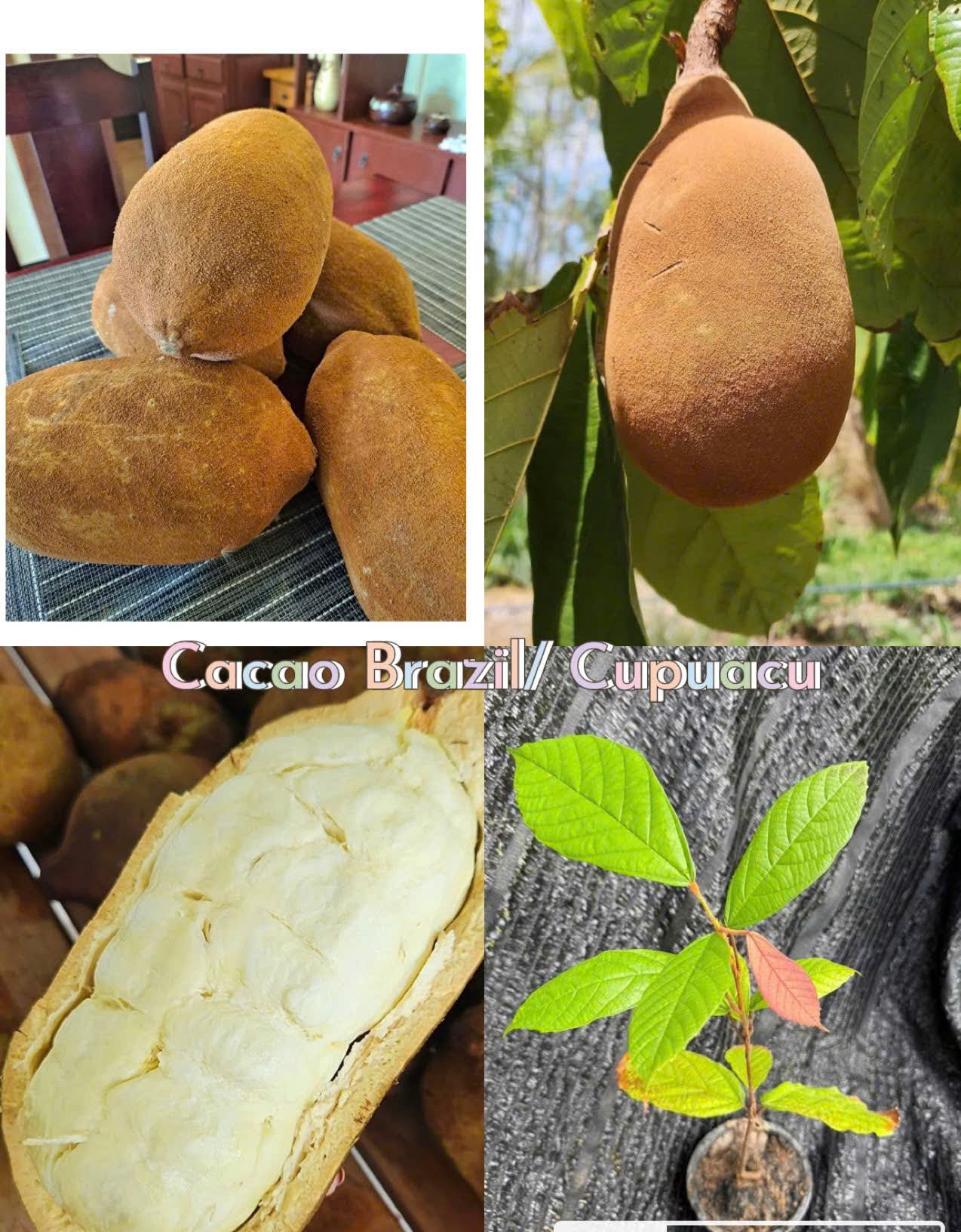 Bộ sưu tập các giống cây ăn trái độc lạ - Ảnh 2