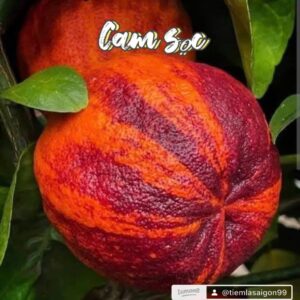 Bộ sưu tập các giống cây ăn trái độc lạ