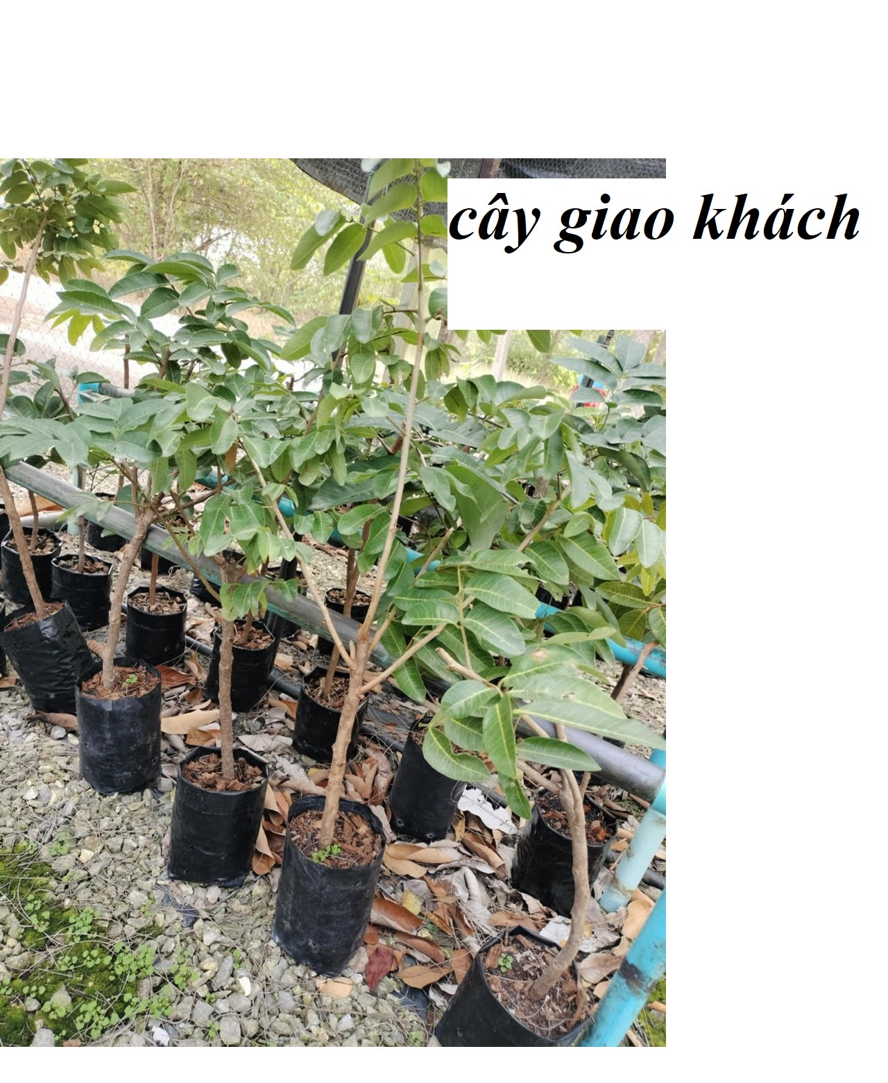 Bộ sưu tập các giống cây ăn trái độc lạ - Ảnh 4
