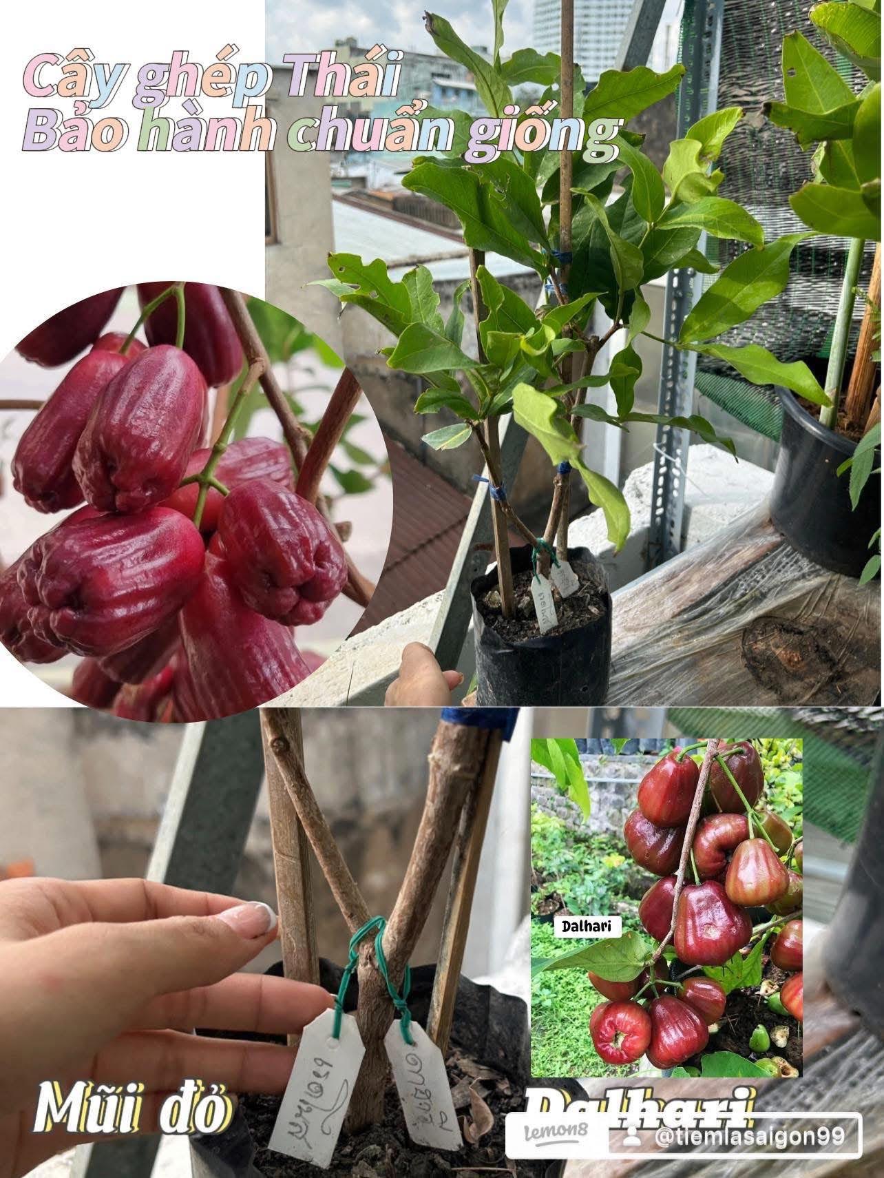 Bộ sưu tập các giống Mận - Ảnh 10
