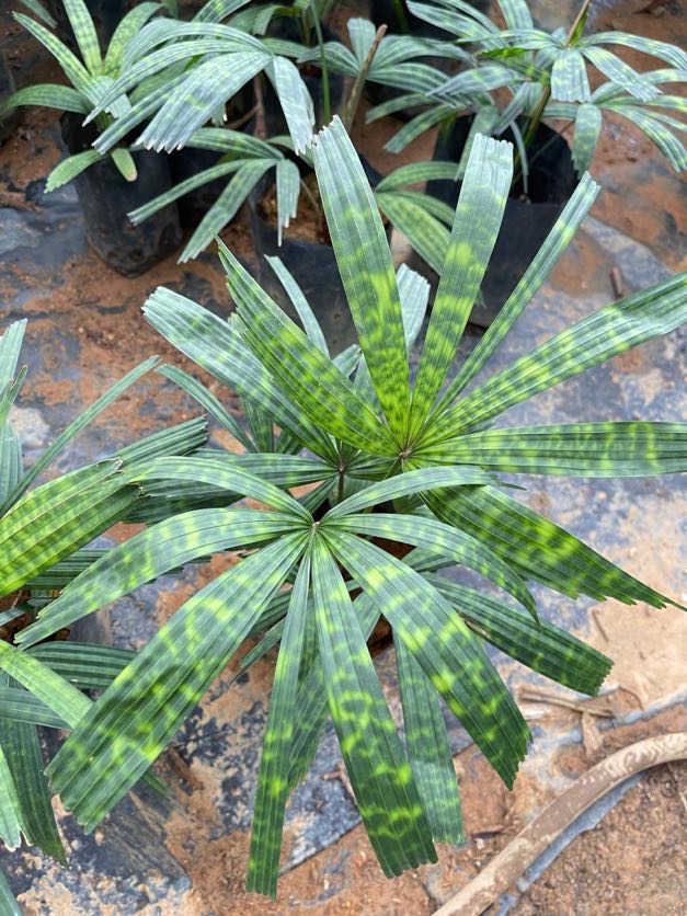 Cọ Tròn Orbilus - Ảnh 5