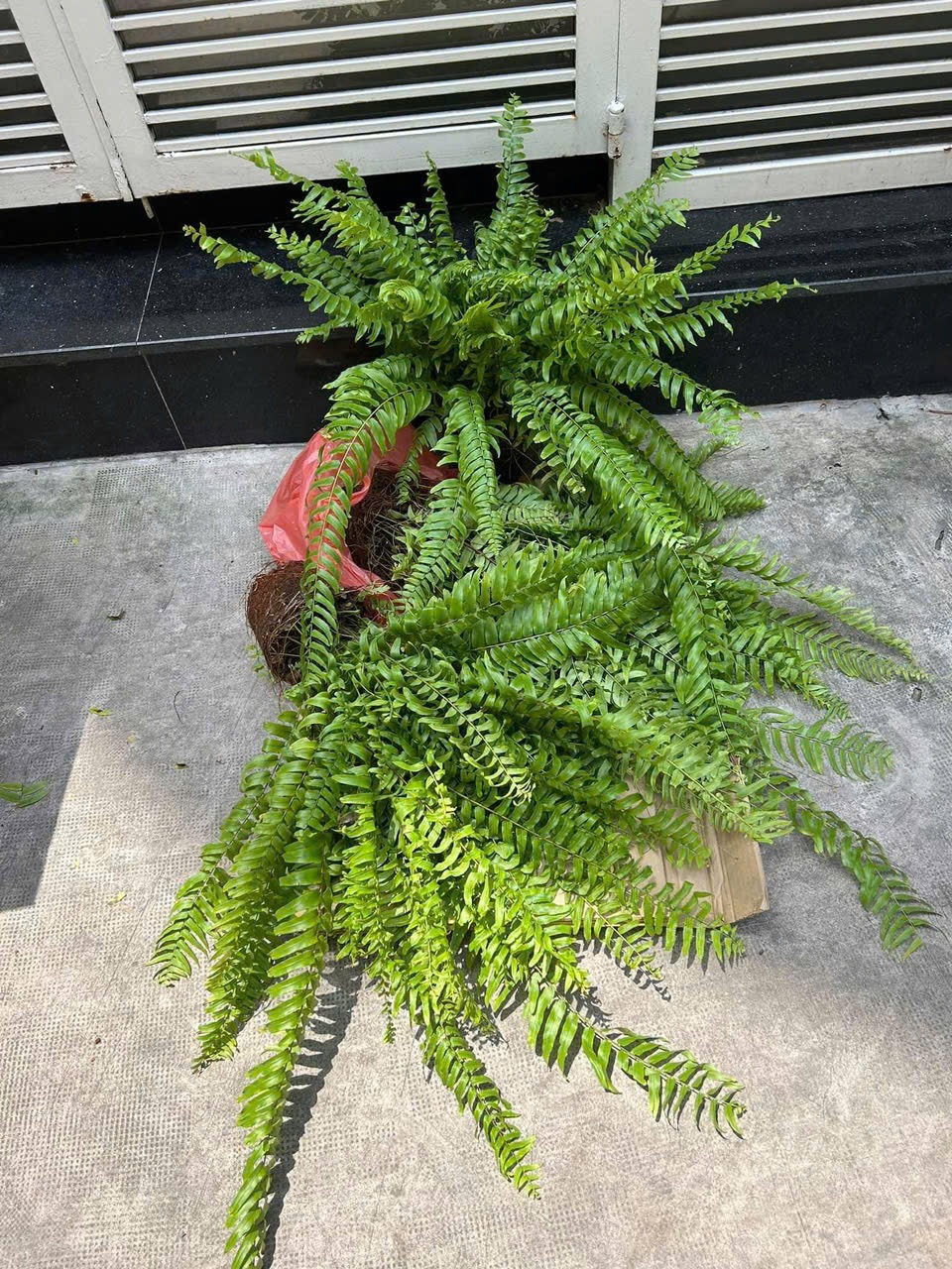 Dương xỉ thòng Thái Lan Sabai Nang - Ảnh 8