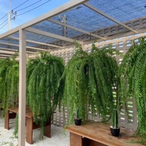 Dương xỉ thòng Thái Lan Sabai Nang