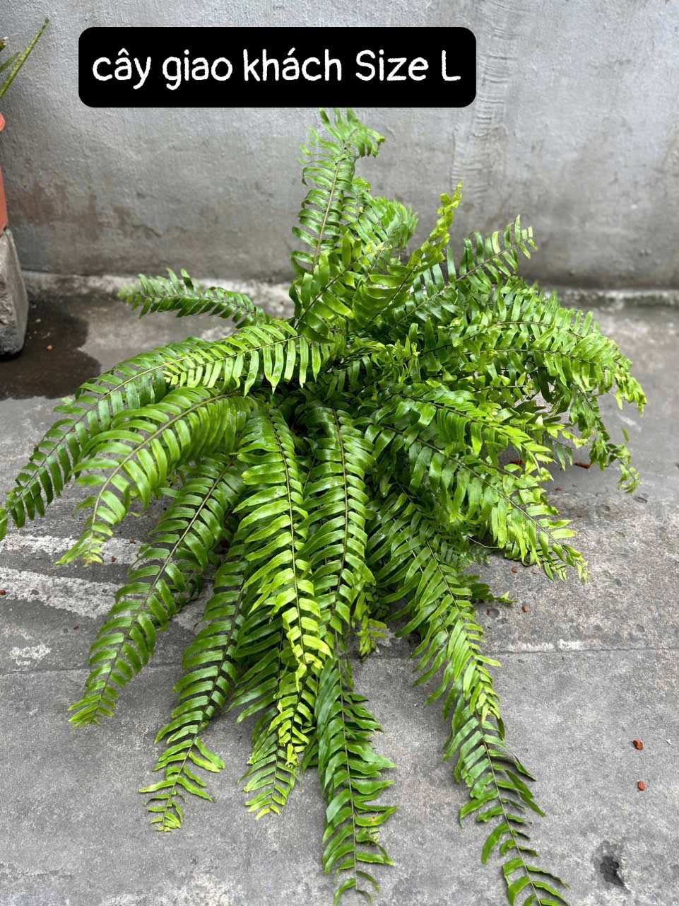 Dương xỉ thòng Thái Lan Sabai Nang - Ảnh 7