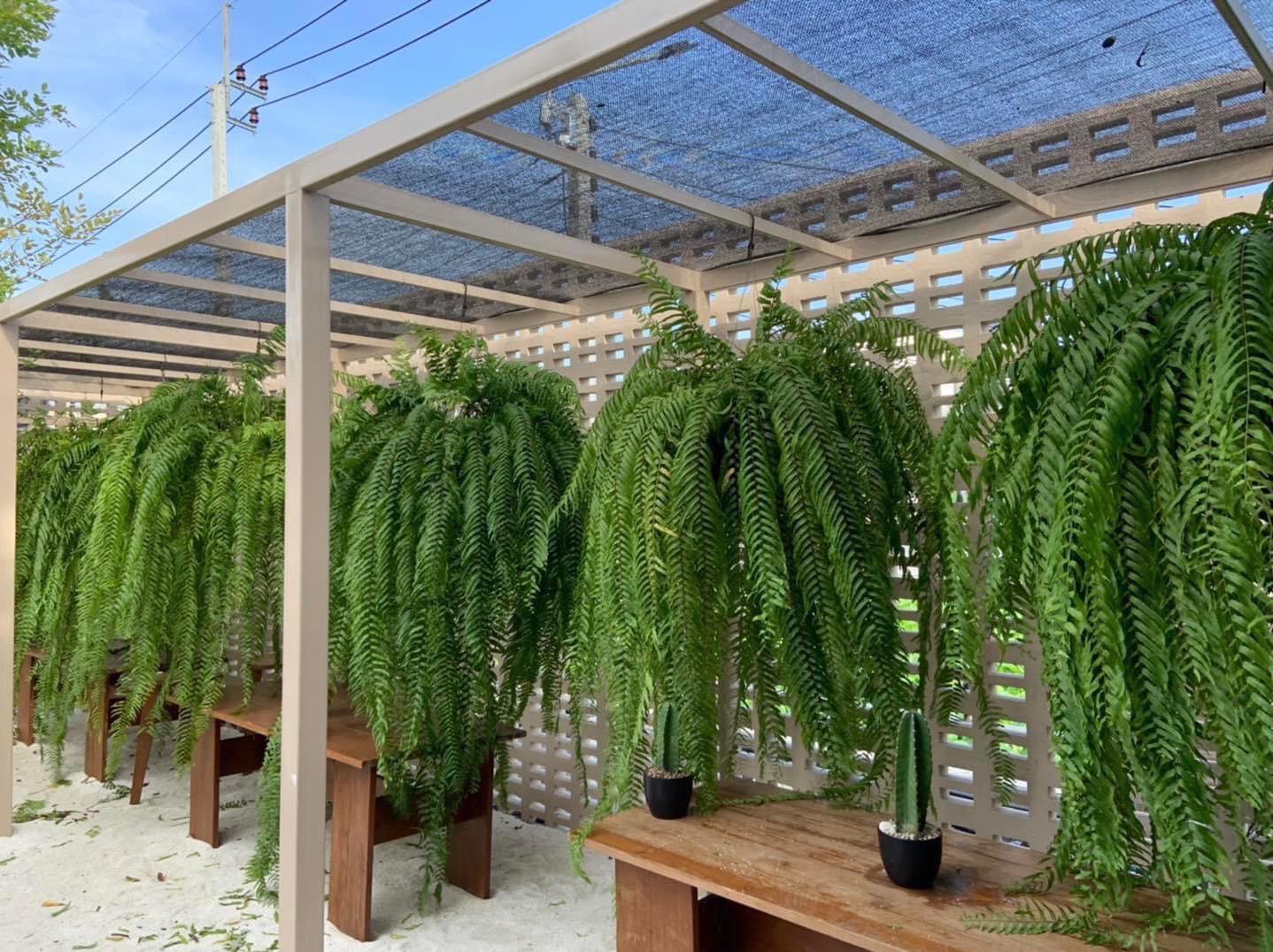 Dương xỉ thòng Thái Lan Sabai Nang - Ảnh 6