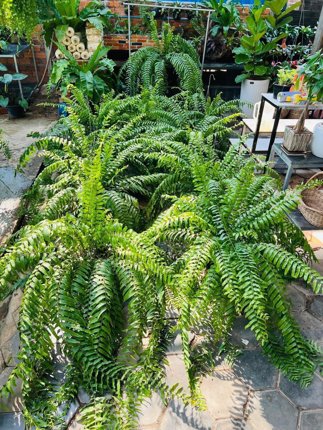 Dương xỉ thòng Thái Lan Sabai Nang - Ảnh 4