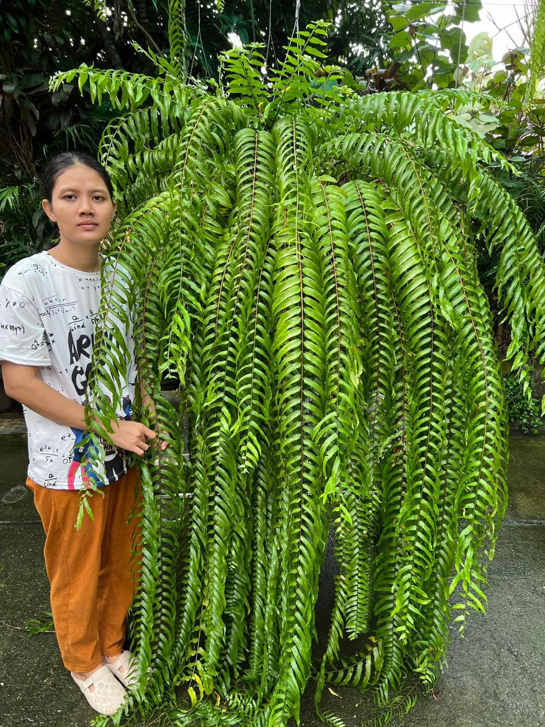 Dương xỉ thòng Thái Lan Sabai Nang - Ảnh 5