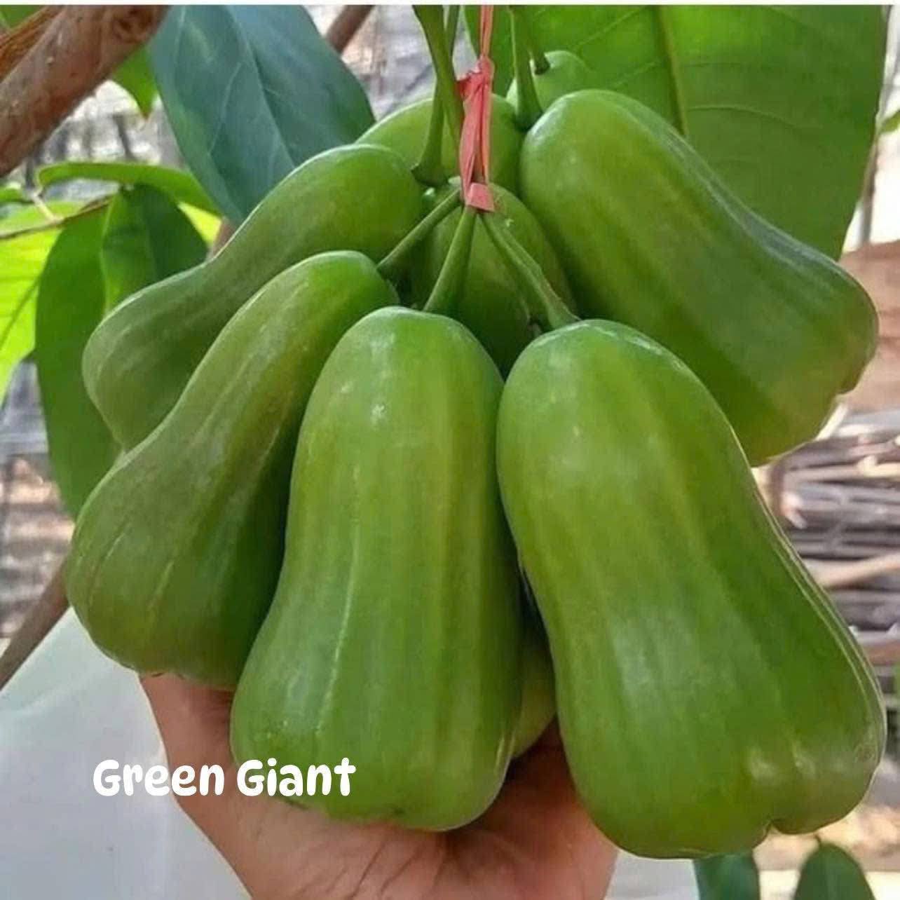 Bộ sưu tập các giống Mận - Ảnh 6
