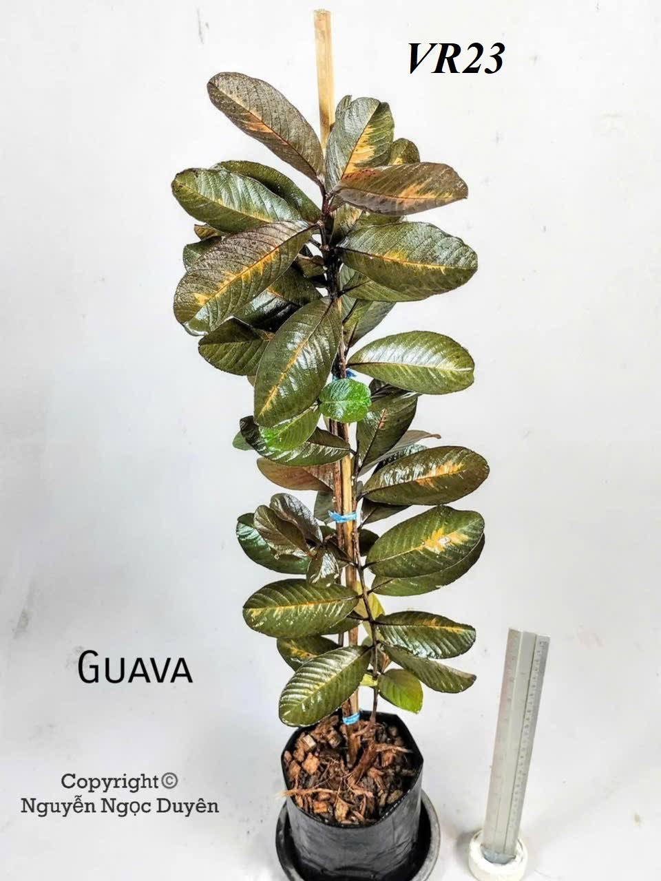 Bộ sưu tập các giống cây đột biến. - Ảnh 4