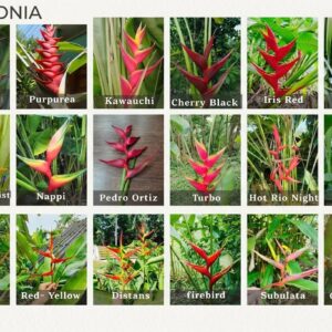 Bộ sưu tập các giống chuối phá Nam Mỹ Heliconia