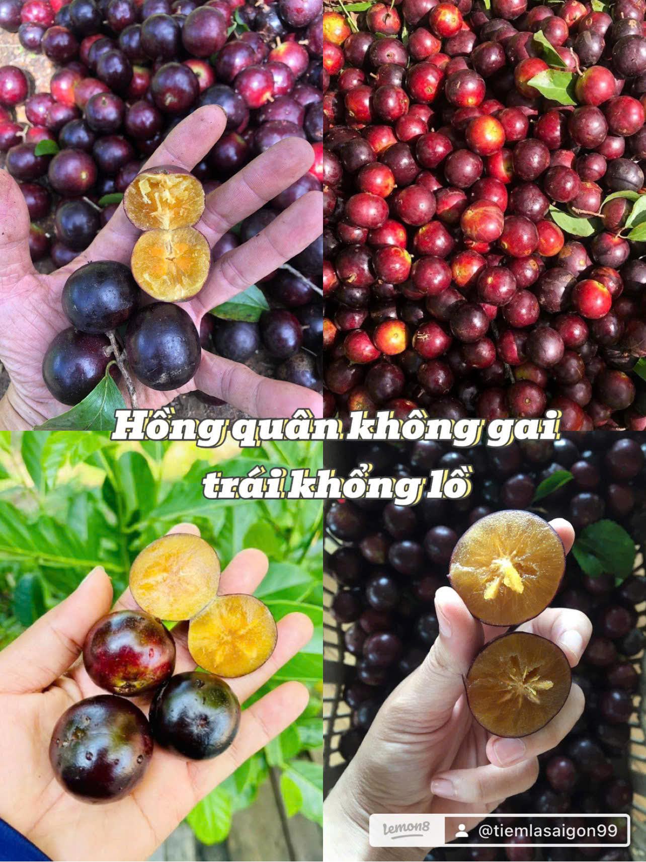 Bộ sưu tập các giống cây ăn trái độc lạ - Ảnh 9