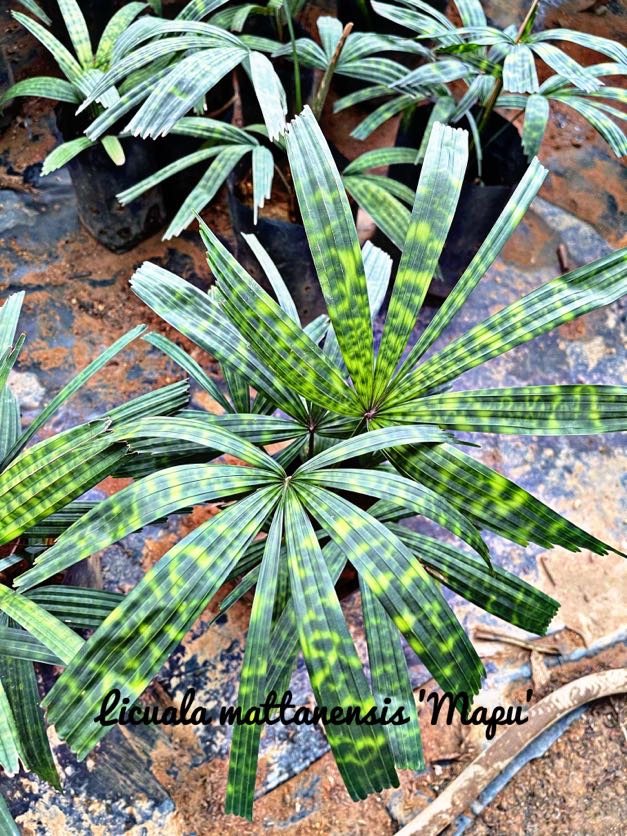 Cọ Tròn Orbilus - Ảnh 4