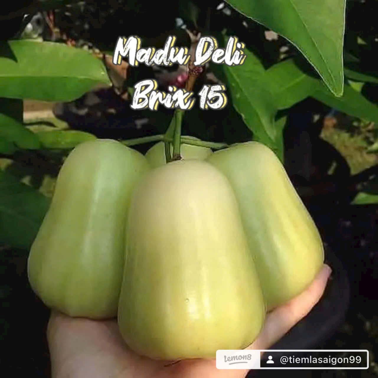 Bộ sưu tập các giống Mận - Ảnh 3