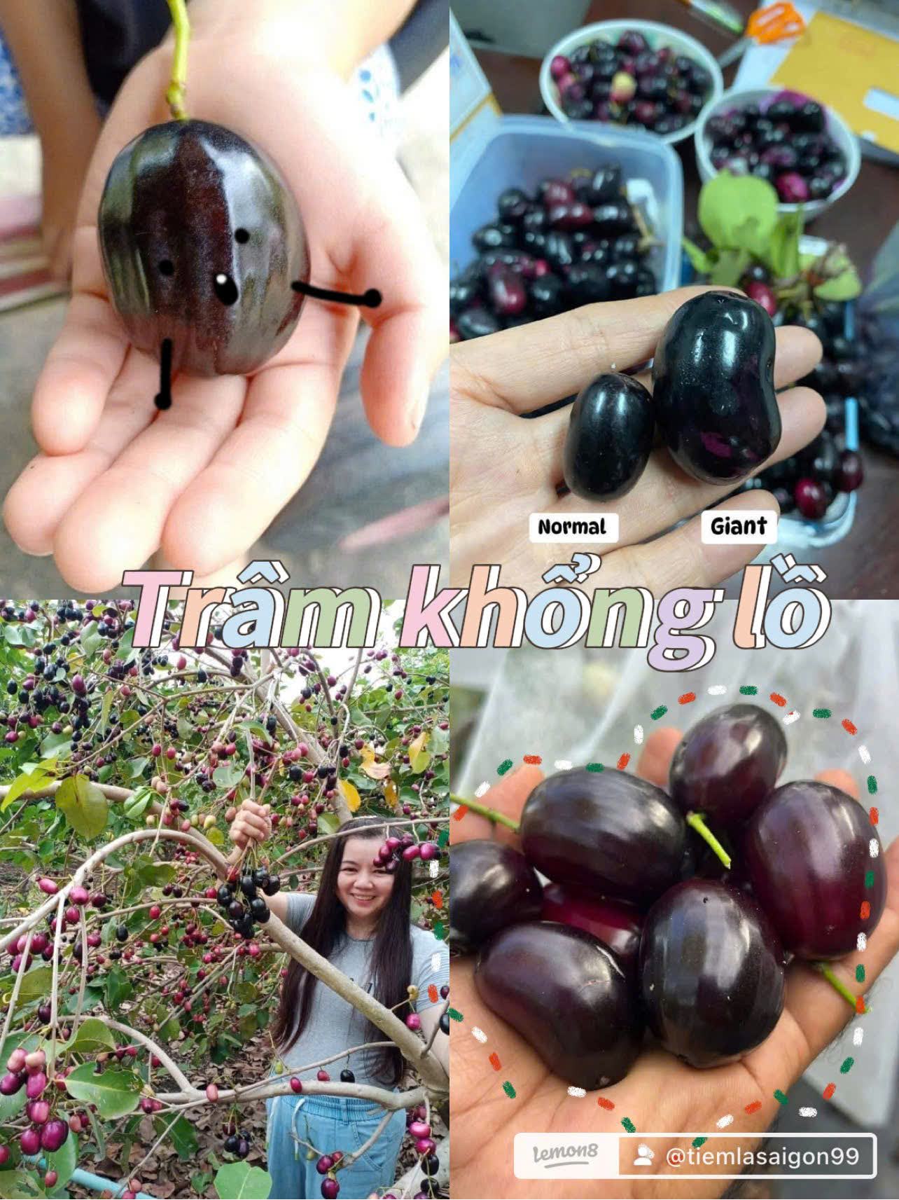 Bộ sưu tập các giống cây ăn trái độc lạ - Ảnh 7