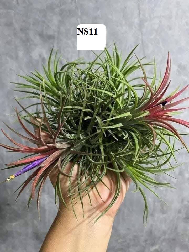 BST Cây Không Khí. - Ảnh 5