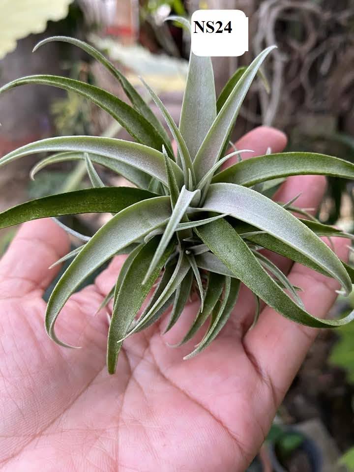 BST Cây Không Khí. - Ảnh 3