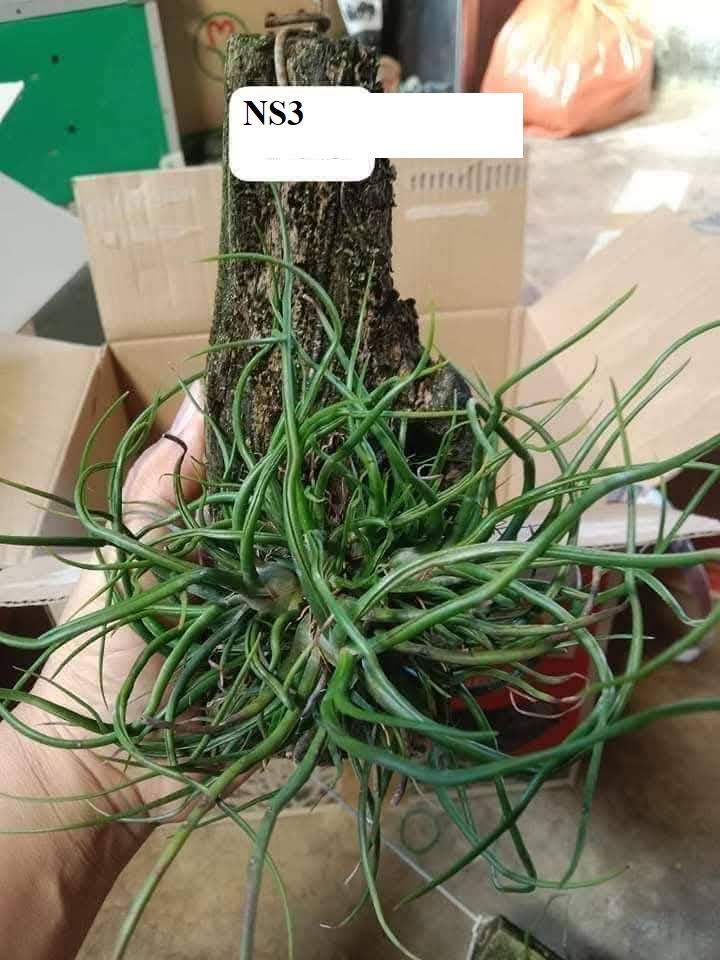 BST Cây Không Khí. - Ảnh 4
