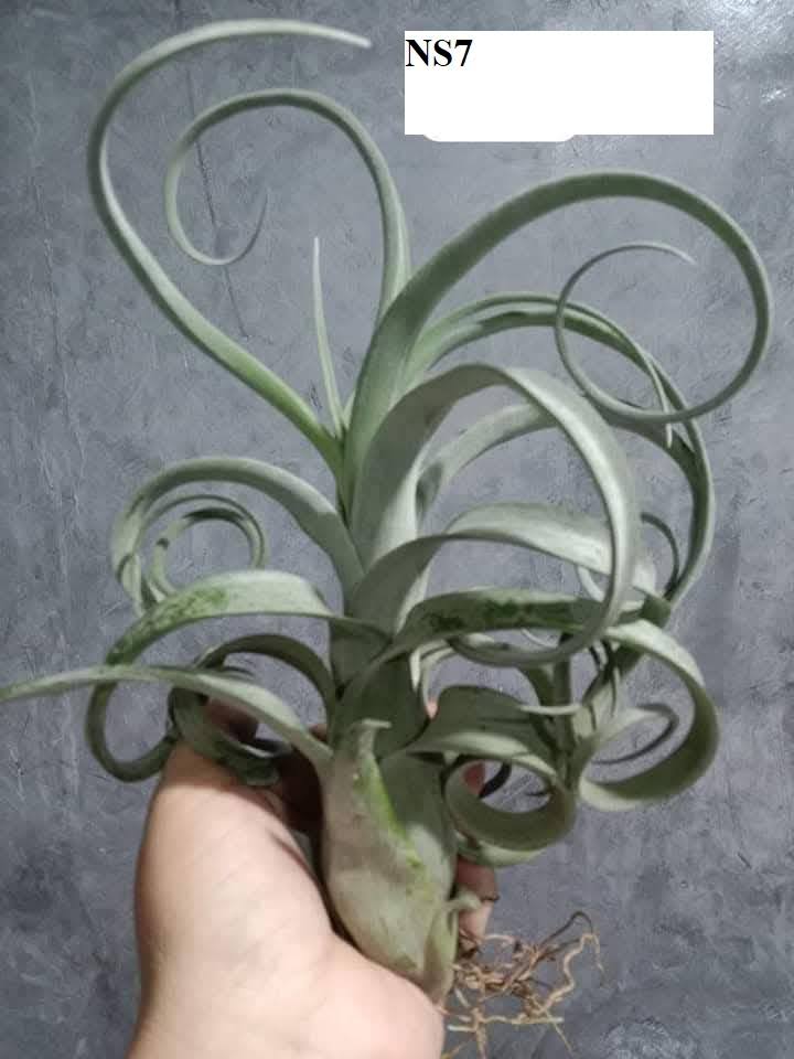 BST Cây Không Khí. - Ảnh 6