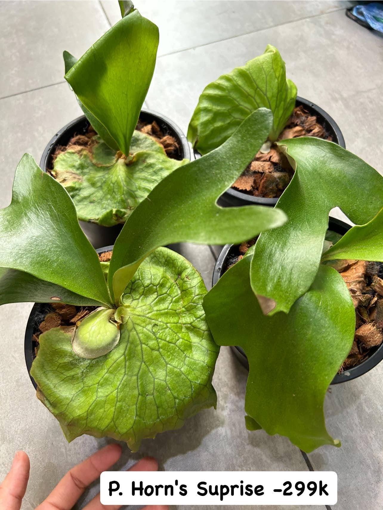 Ổ rồng chậu - Ảnh 8