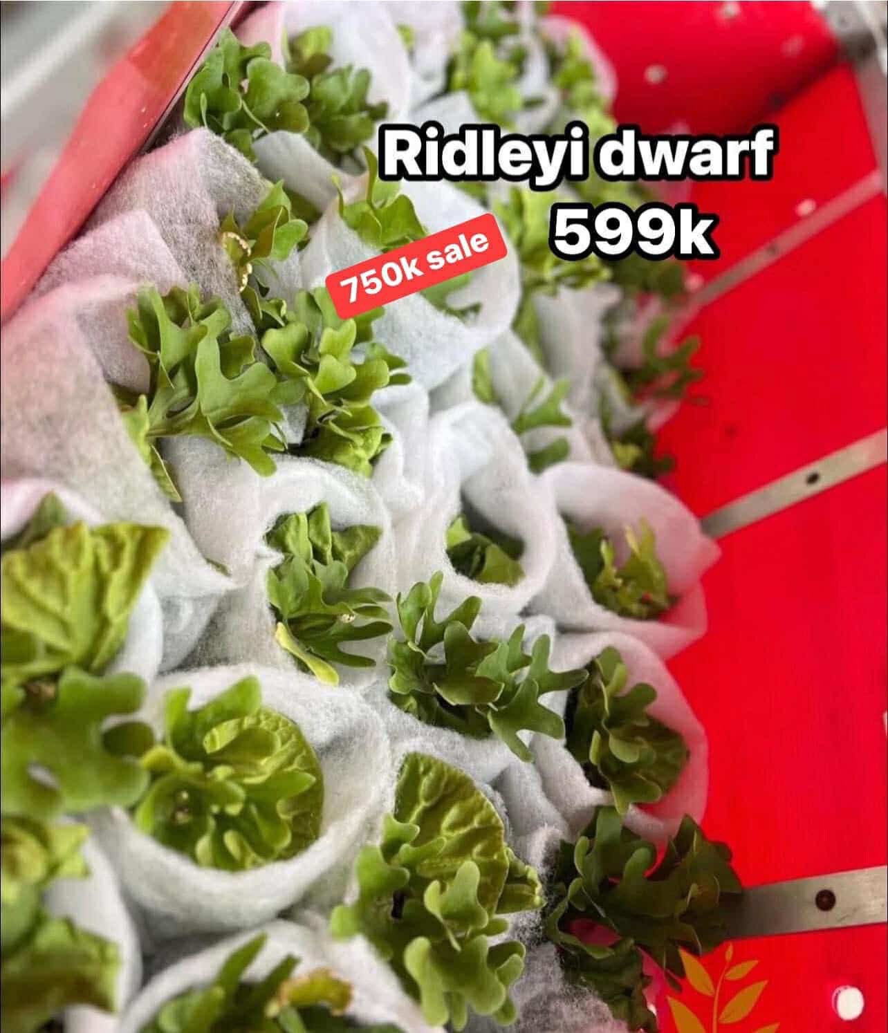 Ổ rồng chậu - Ảnh 10