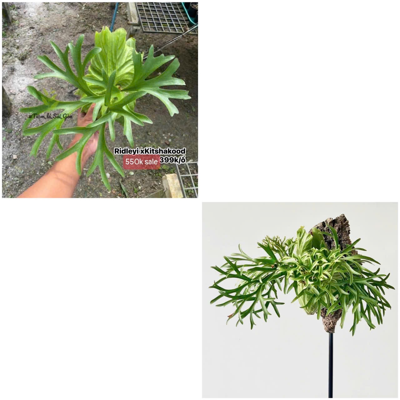 Ổ rồng chậu - Ảnh 4