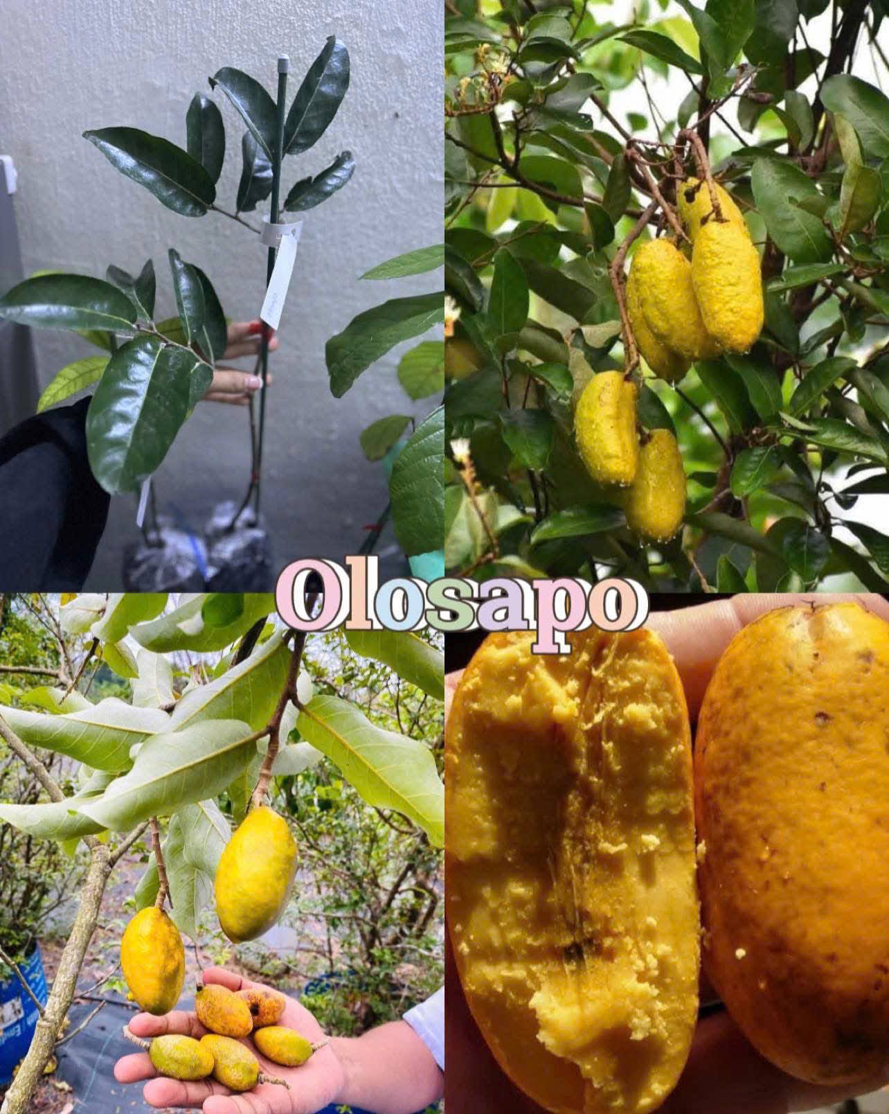 Bộ sưu tập các giống cây ăn trái độc lạ - Ảnh 6