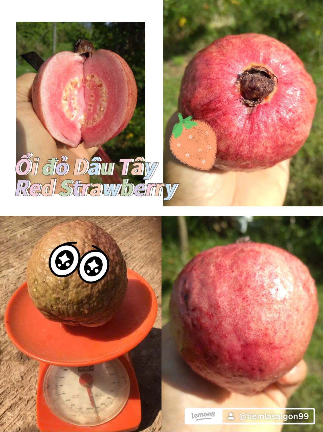 Bộ sưu tập các giống ổi - Ảnh 6