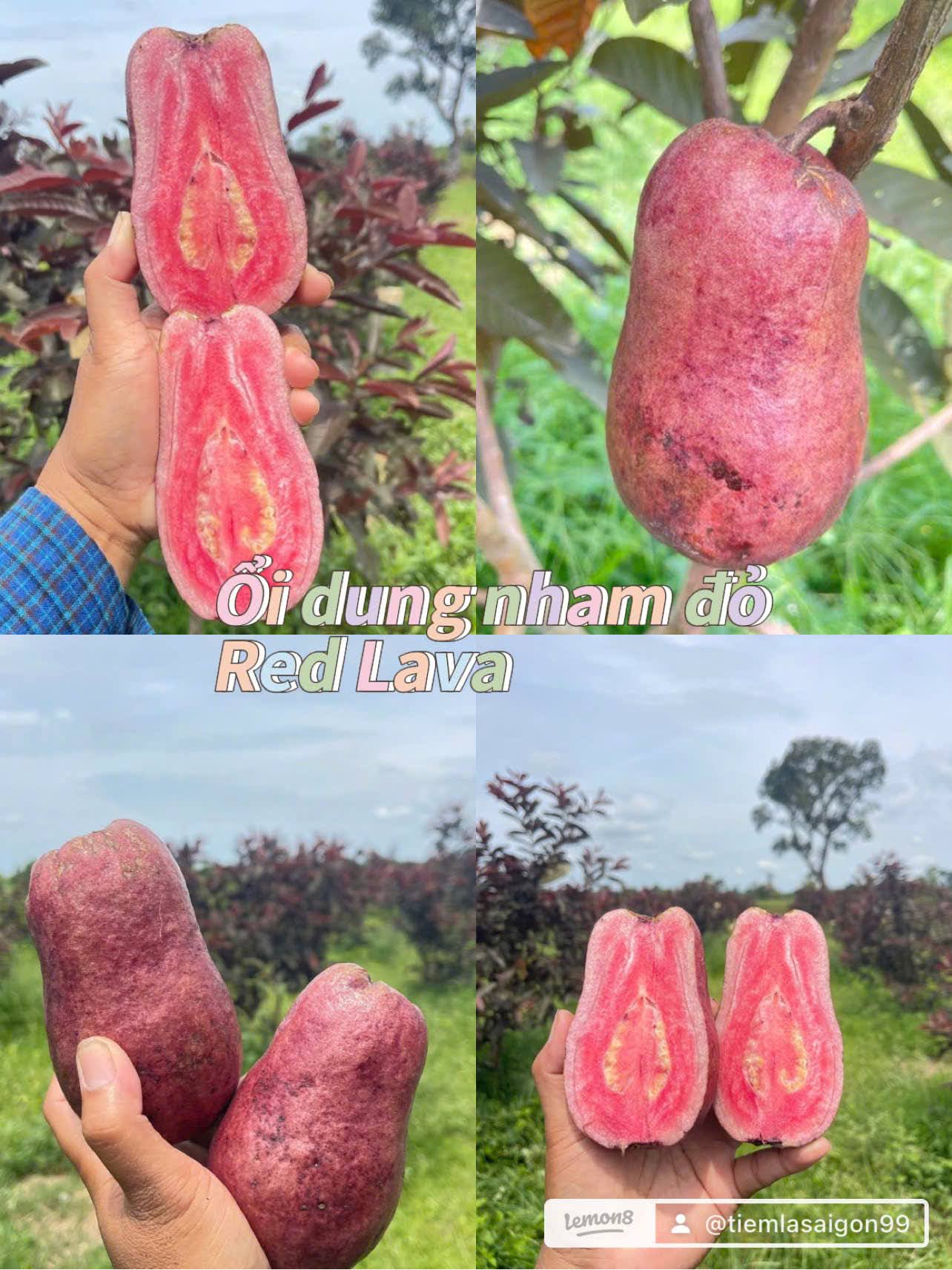 Bộ sưu tập các giống ổi - Ảnh 3