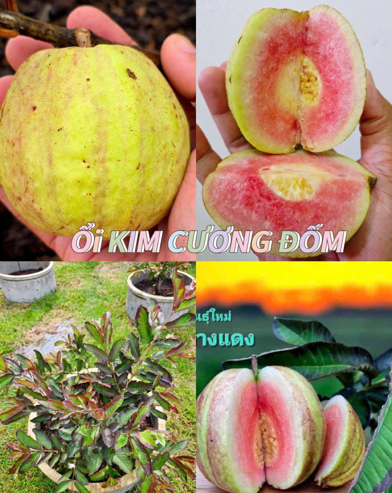 Bộ sưu tập các giống ổi - Ảnh 4