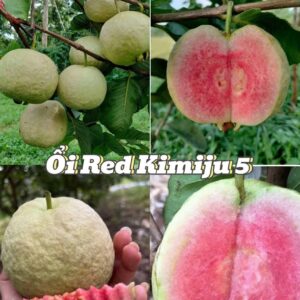 Bộ sưu tập các giống ổi