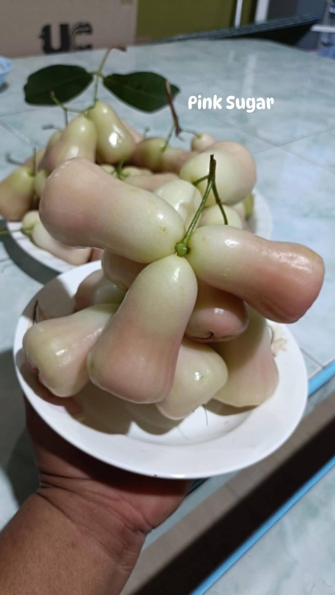 Bộ sưu tập các giống Mận - Ảnh 2