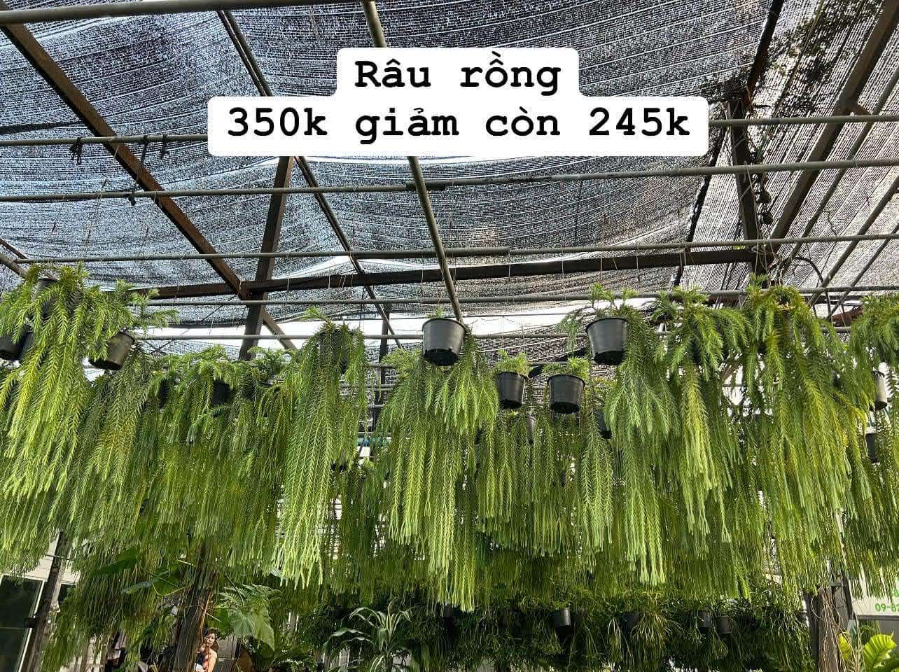 Cây trang trí - Râu rồng Úc - Ảnh 4