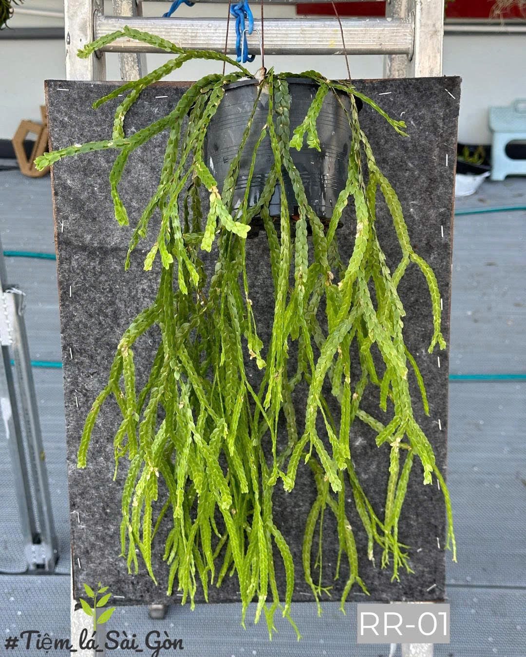 Cây trang trí - Râu rồng Úc - Ảnh 5