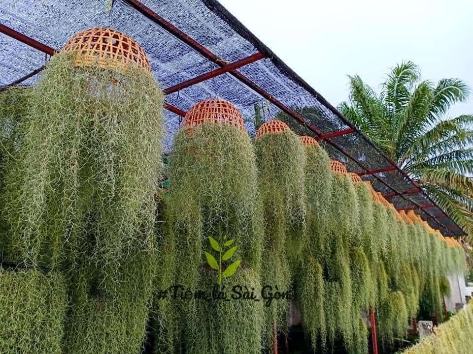 Bộ Sưu tập Tóc tiên chùm - Ảnh 8