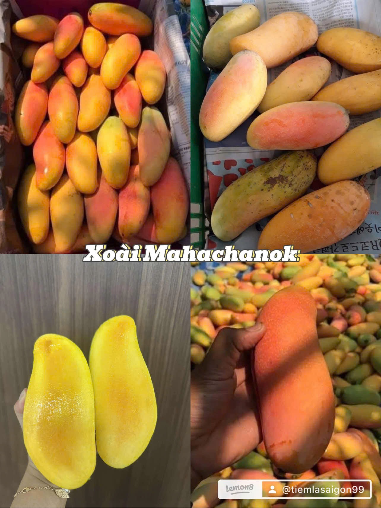 Bộ sưu tập các giống xoài - Ảnh 2