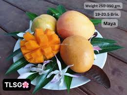 Bộ sưu tập các giống xoài - Ảnh 5