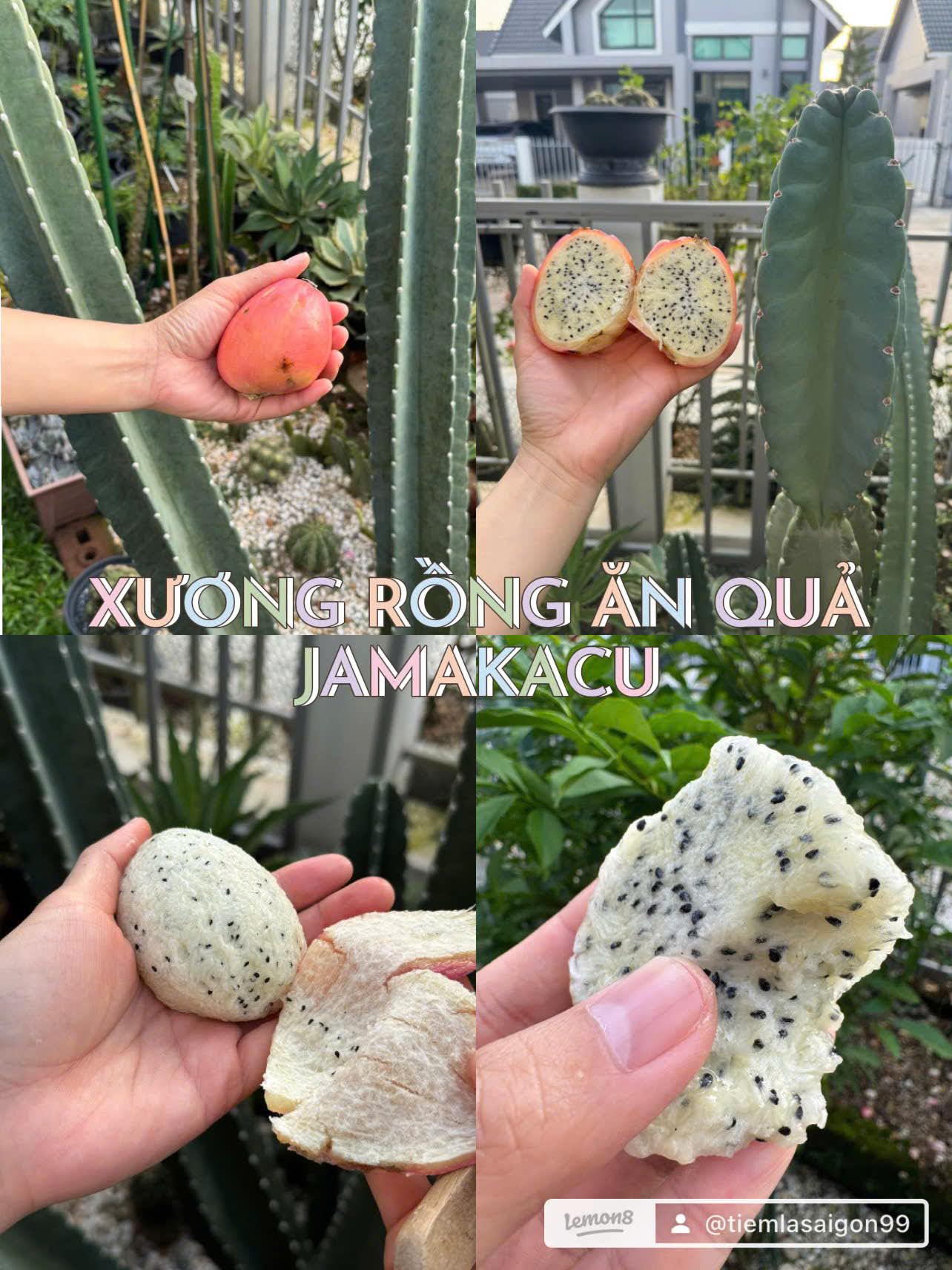 Bộ sưu tập các giống cây ăn trái độc lạ - Ảnh 10