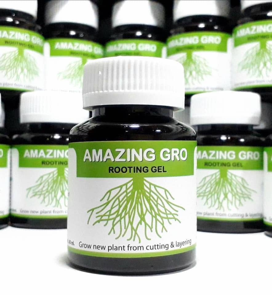 Thuốc kích rễ Thái Lan-AMAZINGGRO