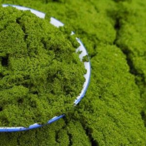 🌱 WOLFFIA – “CAVIAR XANH” CỦA TƯƠNG LAI