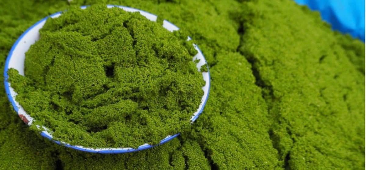 🌱 WOLFFIA – “CAVIAR XANH” CỦA TƯƠNG LAI